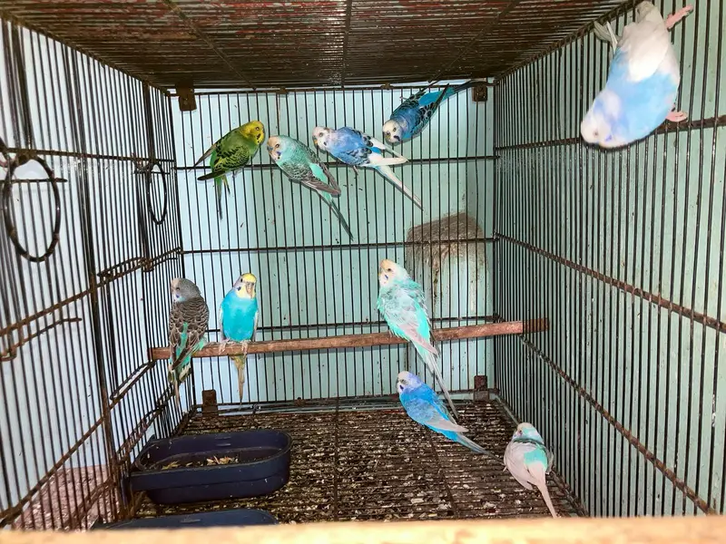 budgie breeder Pair — photo 2