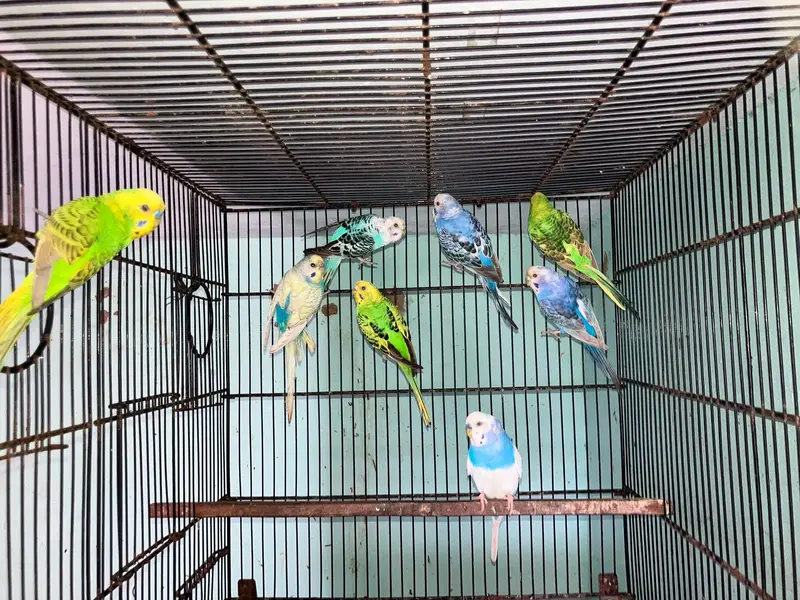 budgie breeder Pair — photo 3