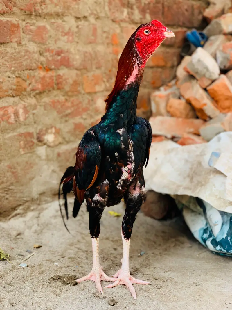 aseel murgy all type — photo 2