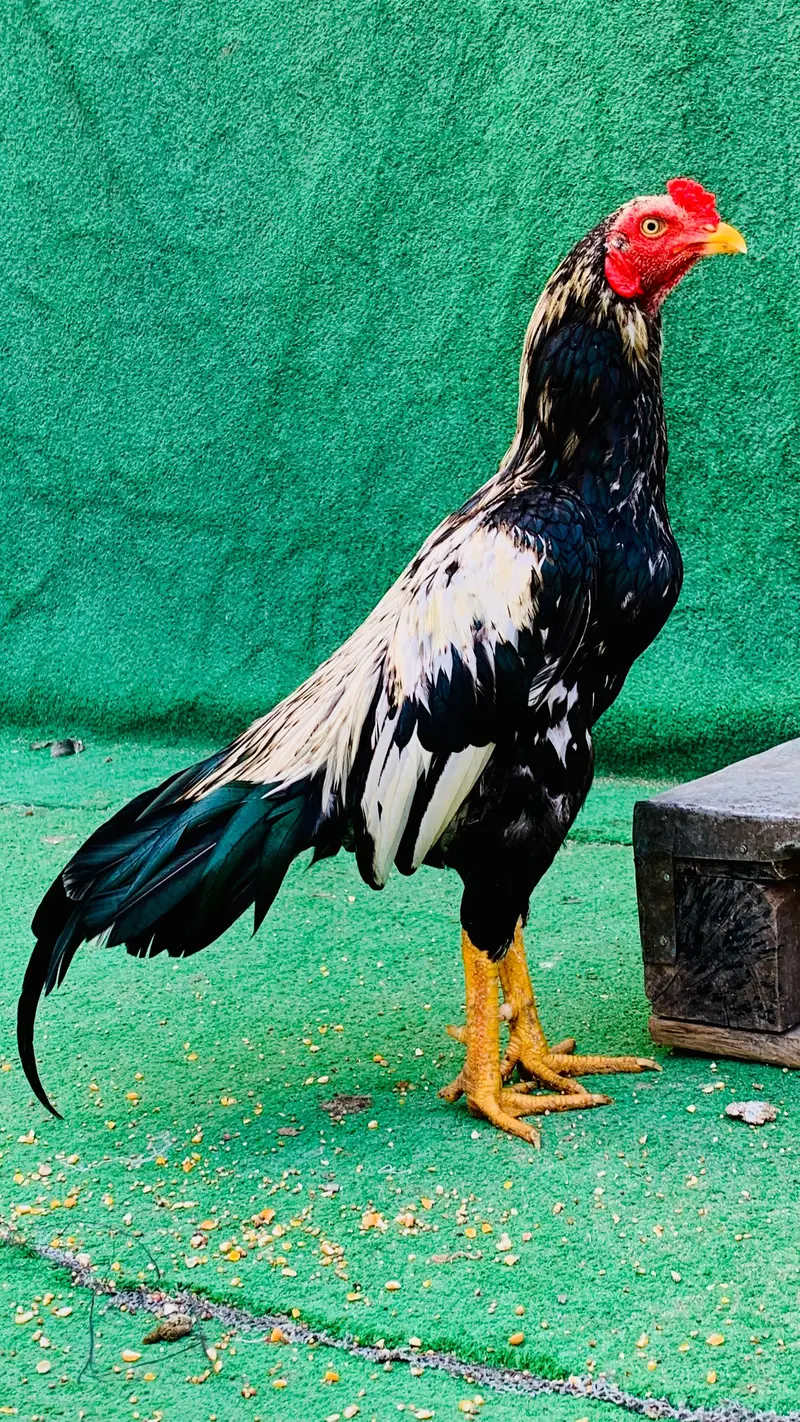 aseel murgy all type — photo 3