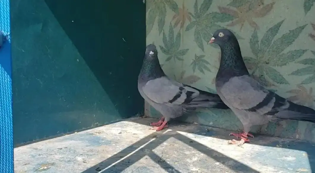 High-flyer pigeons resulted for sale