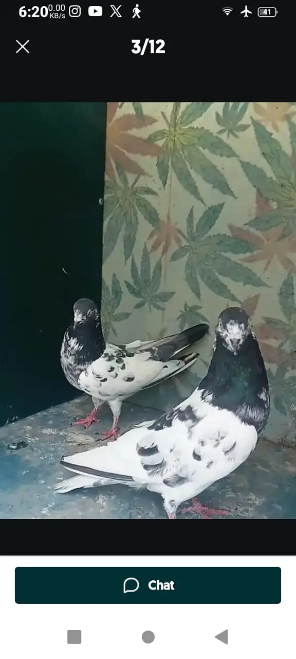 High-flyer pigeons resulted for sale — photo 2