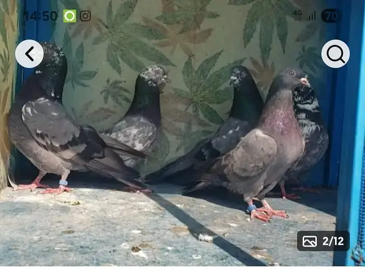 High-flyer pigeons resulted for sale — photo 3
