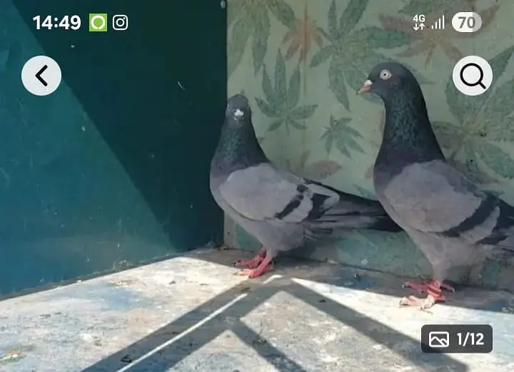 High-flyer pigeons resulted for sale — photo 4