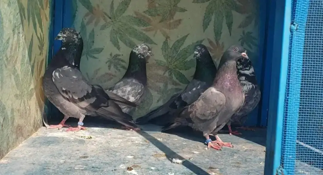High-flyer pigeons resulted for sale — photo 5