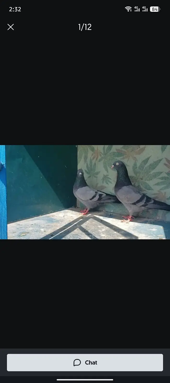High-flyer pigeons resulted for sale — photo 6