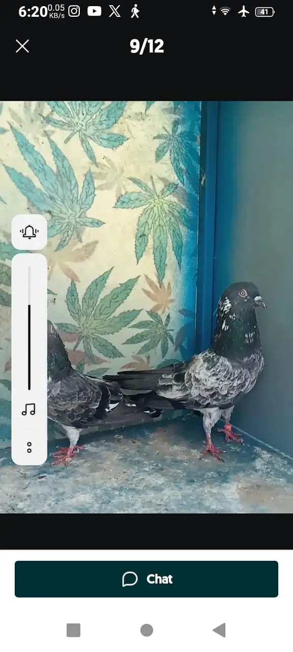 High-flyer pigeons resulted for sale — photo 7
