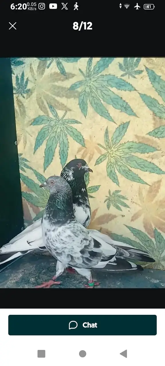 High-flyer pigeons resulted for sale — photo 8