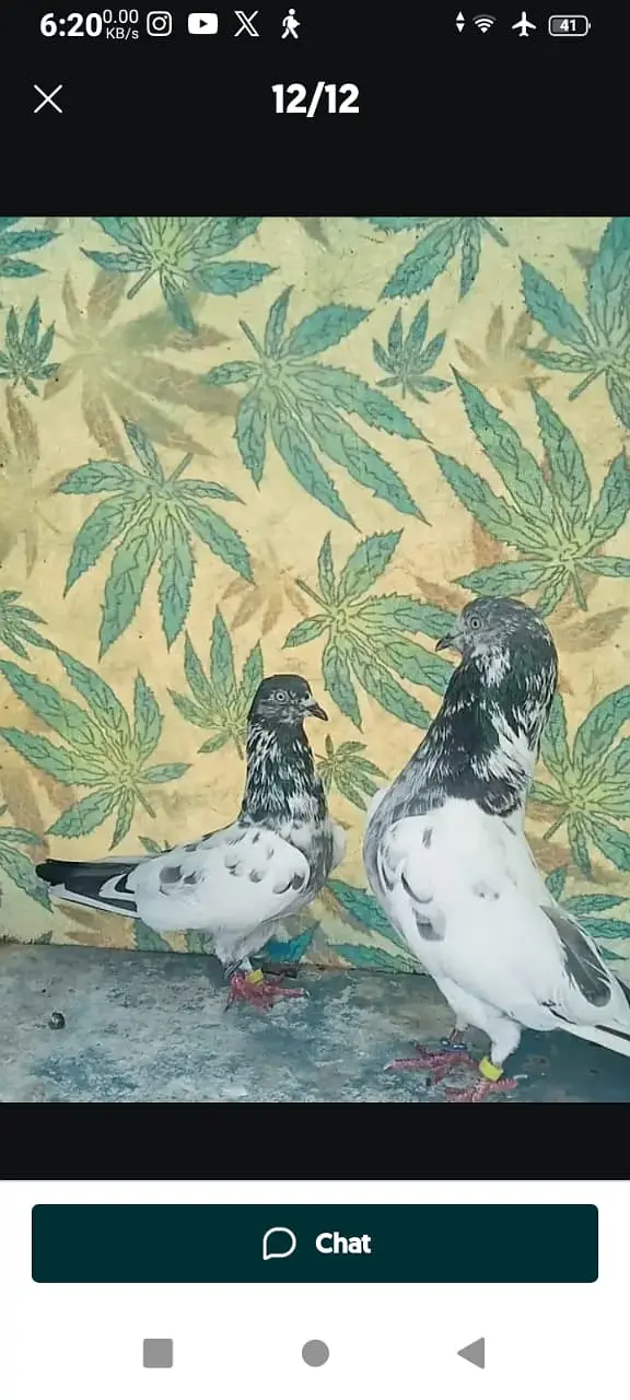 High-flyer pigeons resulted for sale — photo 9