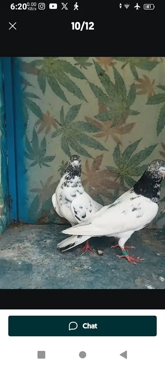 High-flyer pigeons resulted for sale — photo 10