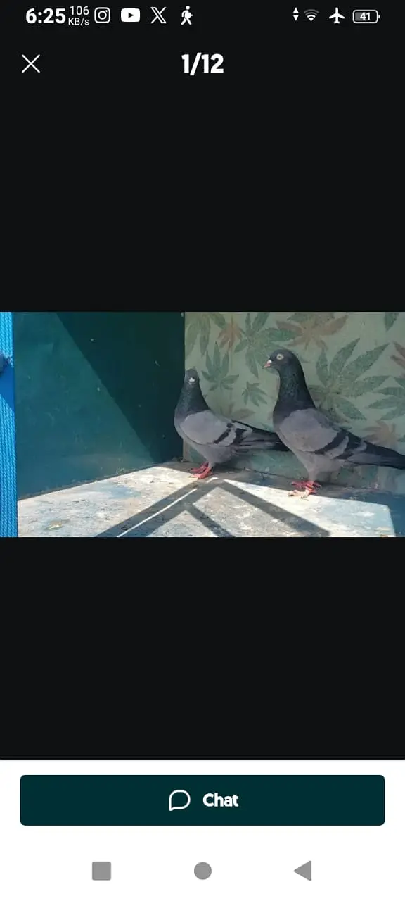 High-flyer pigeons resulted for sale — photo 11