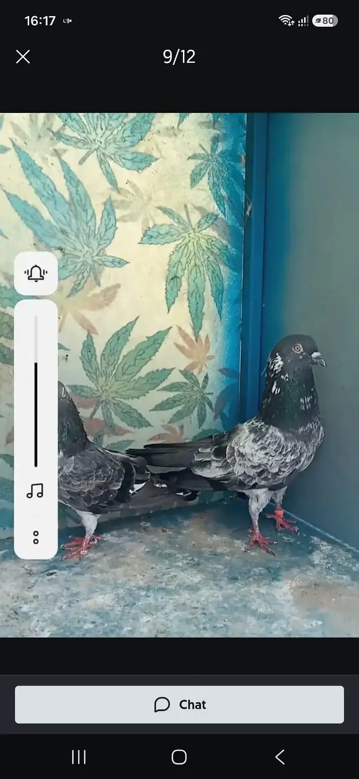 High-flyer pigeons resulted for sale — photo 12