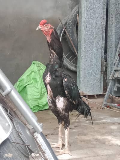 high quality bird 0314*043*34*70 sett up contact