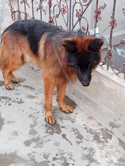 German Shepherd