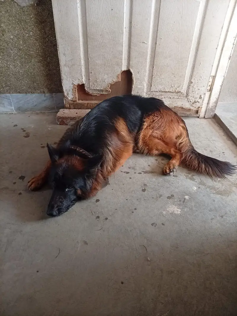 German Shepherd — photo 2