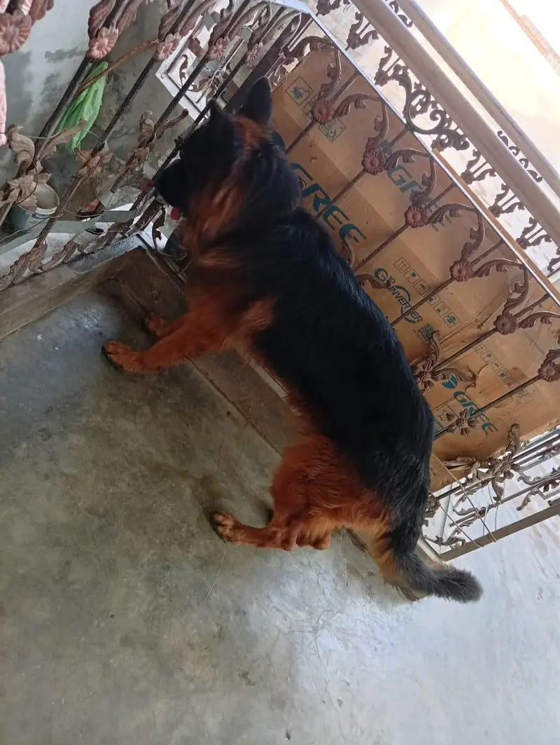 German Shepherd — photo 3
