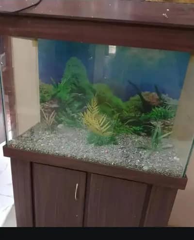 fish aquarium
