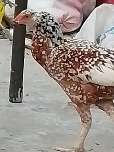 aseel two females