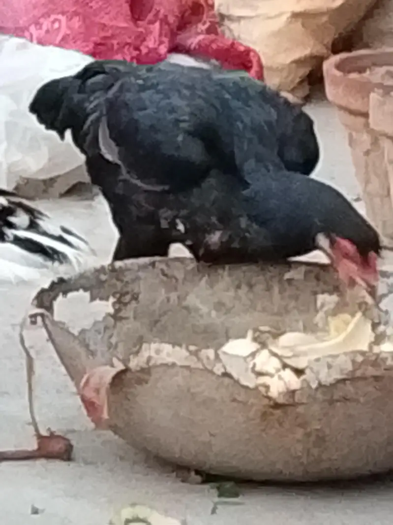 aseel two females — photo 2
