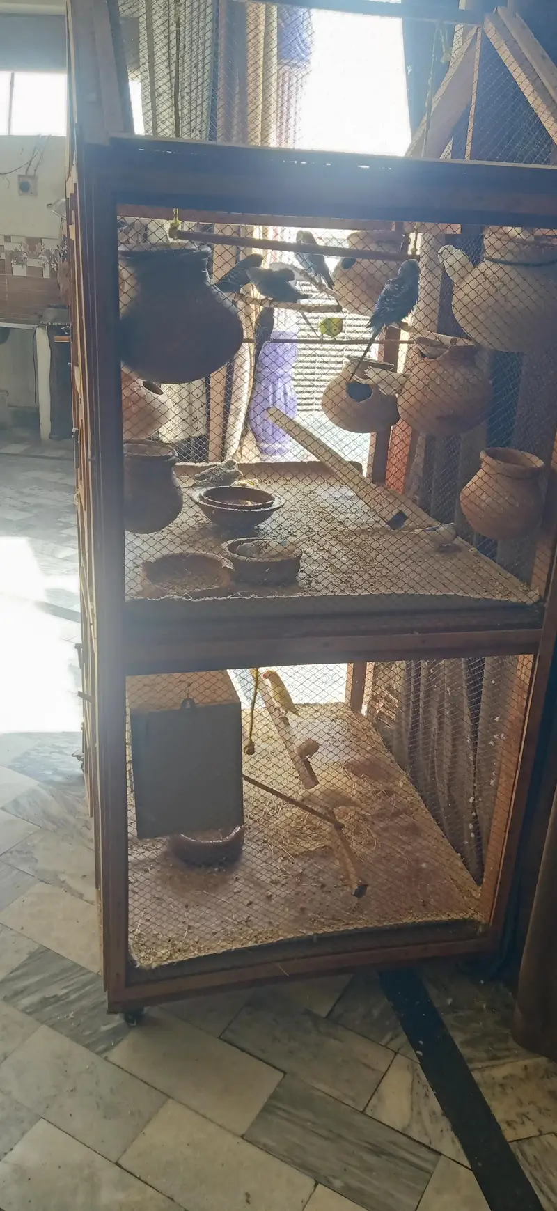 lovebirds and Australian pairs with pinjara for sale — photo 2