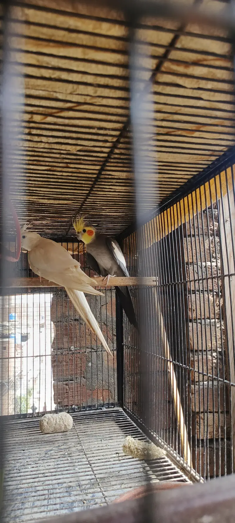 cocktails gray& albino Good size — photo 2