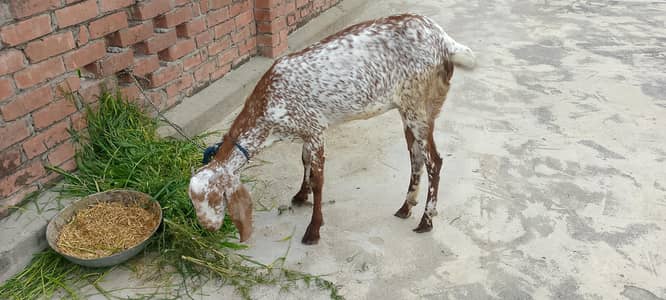 Makhi cheeni bakri for sale. 1.5 month goban. abi dudh dy Rahi hai