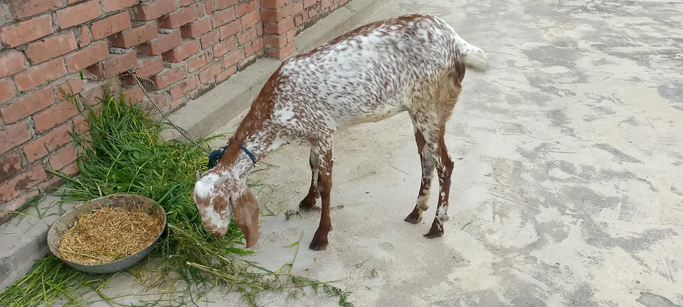 Makhi cheeni bakri for sale. 1.5 month goban. abi dudh dy Rahi hai