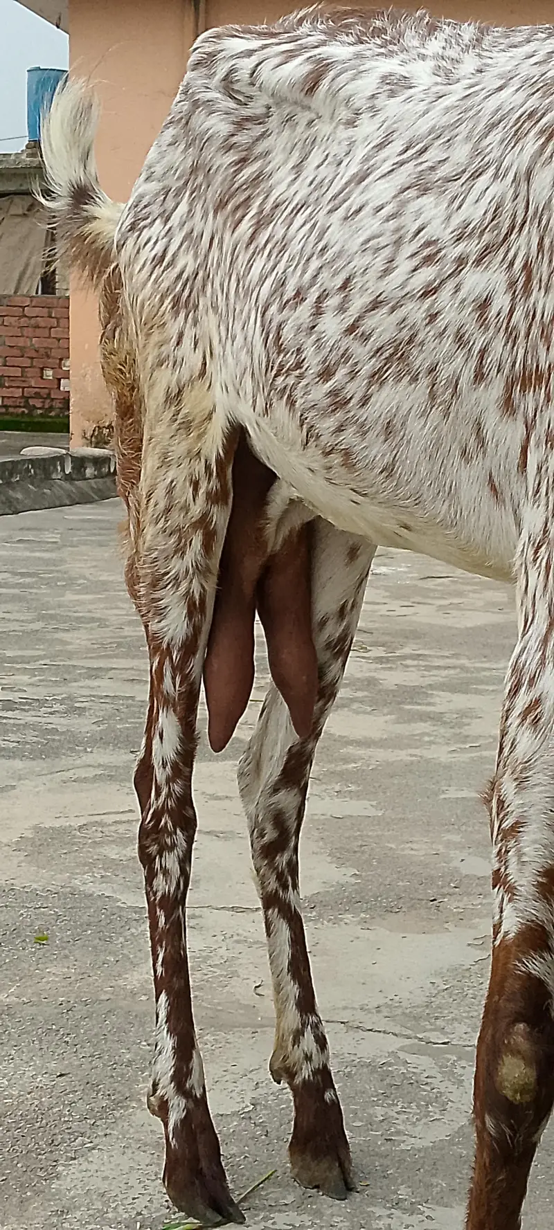 Makhi cheeni bakri for sale. 1.5 month goban. abi dudh dy Rahi hai — photo 3