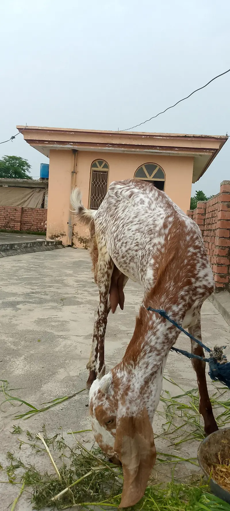 Makhi cheeni bakri for sale. 1.5 month goban. abi dudh dy Rahi hai — photo 4