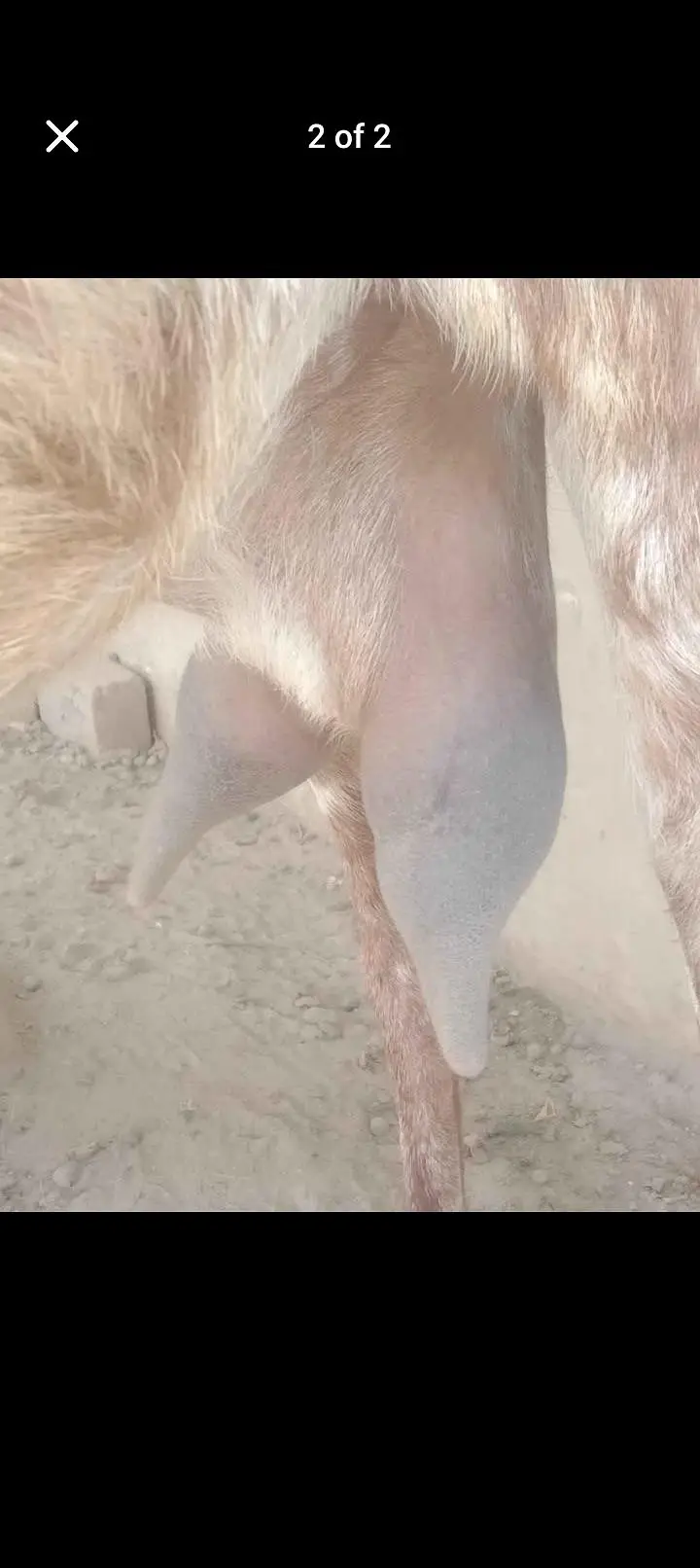 Makhi cheeni bakri for sale. 1.5 month goban. abi dudh dy Rahi hai — photo 5