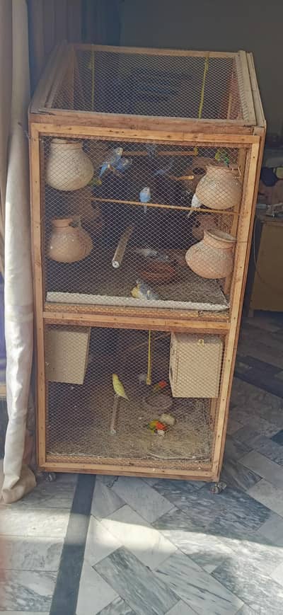 lovebirds and Australian pairs with pinjara for sale