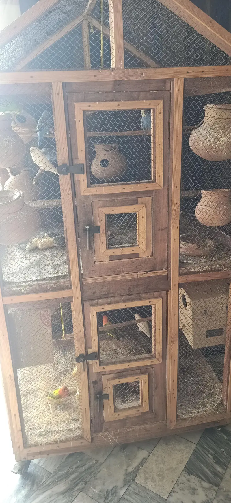 lovebirds and Australian pairs with pinjara for sale — photo 2
