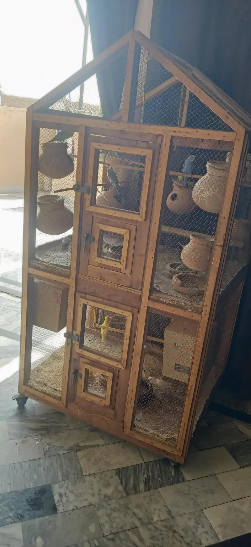 lovebirds and Australian pairs with pinjara for sale — photo 3