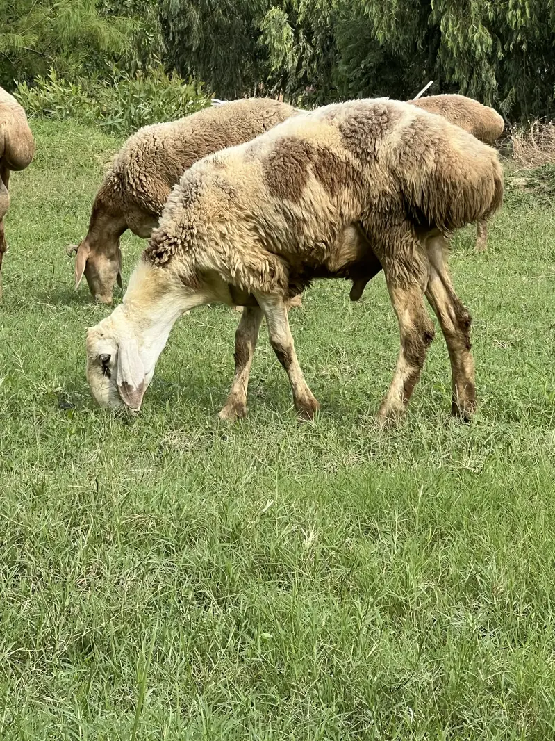 Dumba for sale