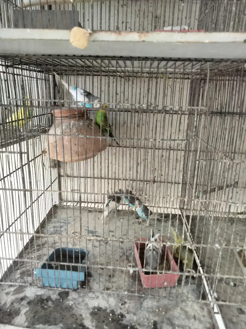 lovebirds and baggies — photo 2