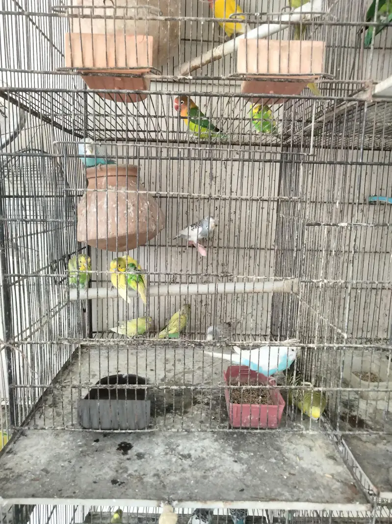 lovebirds and baggies — photo 3