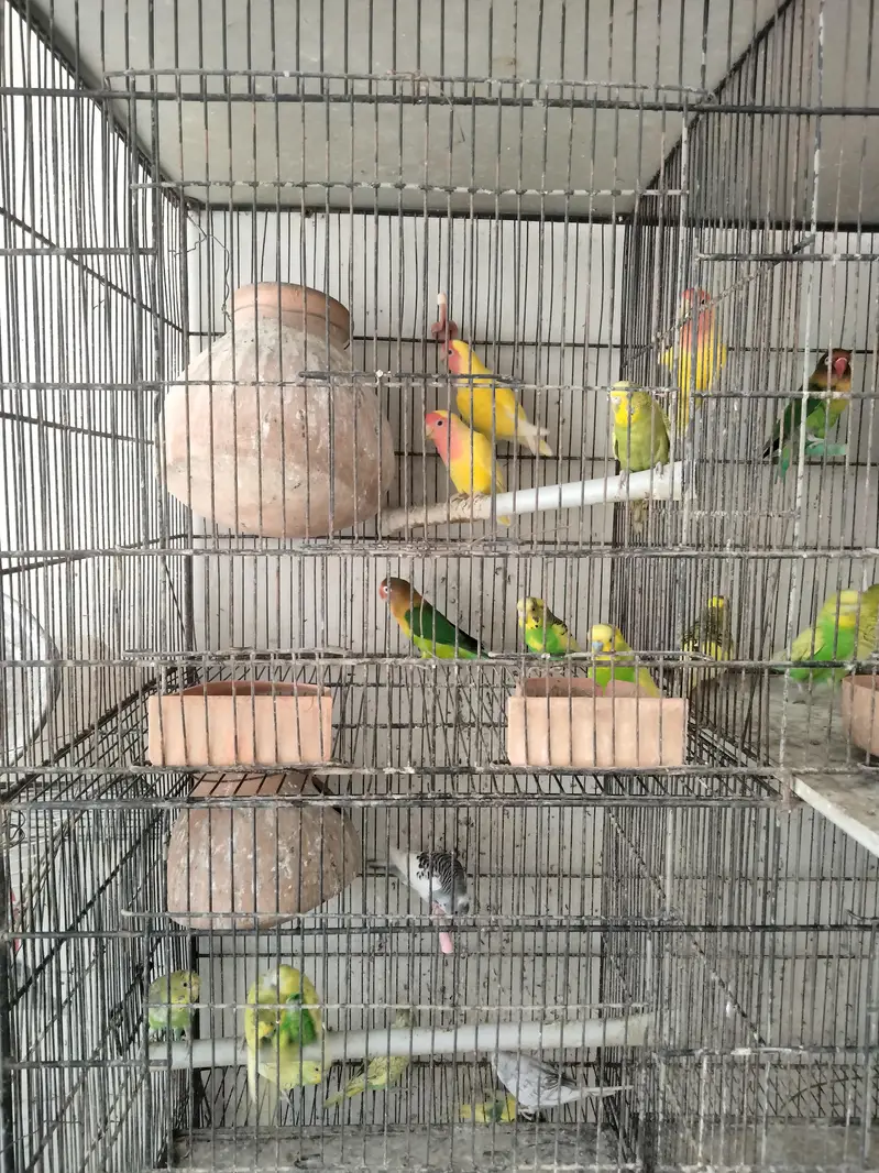 lovebirds and baggies — photo 4