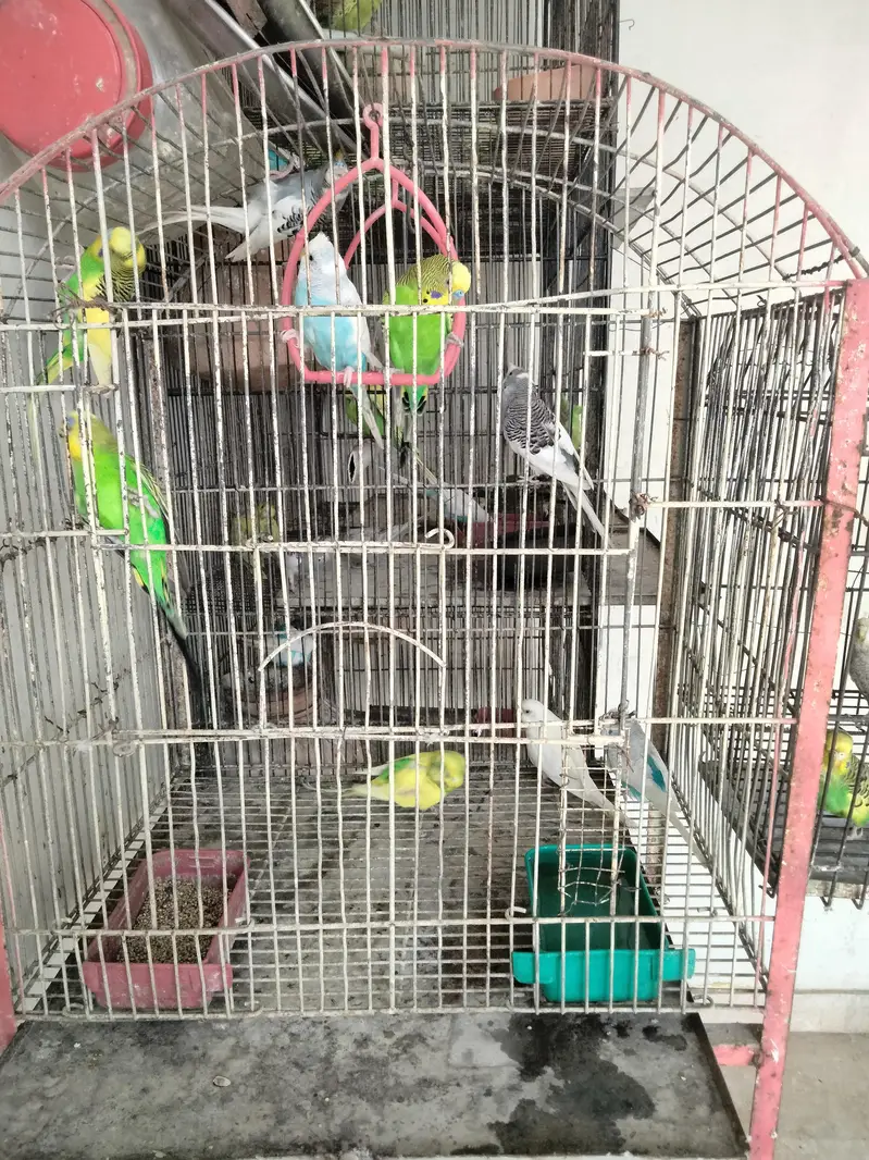 lovebirds and baggies — photo 5