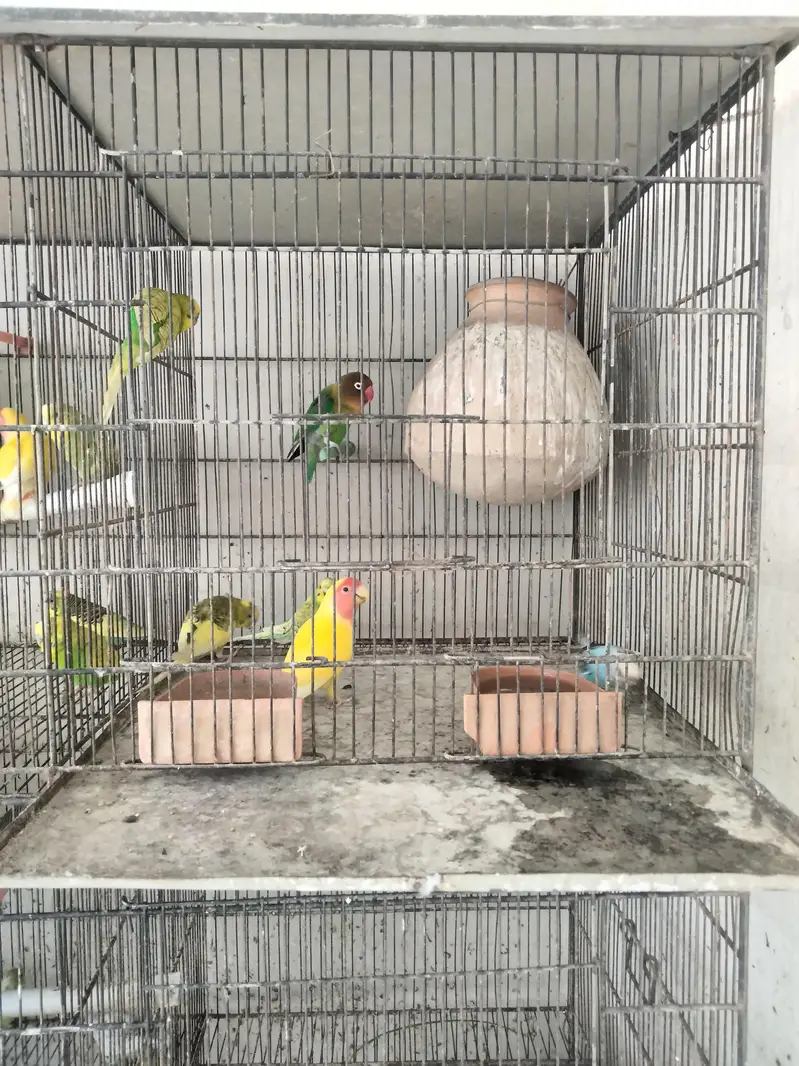 lovebirds and baggies — photo 6