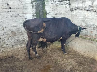 2 cows for sale