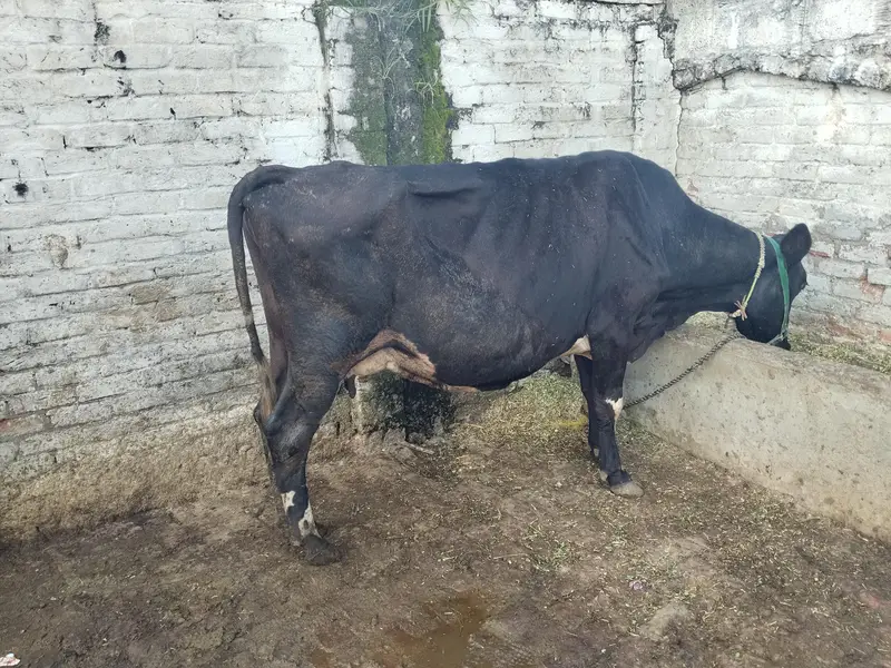 2 cows for sale — photo 2