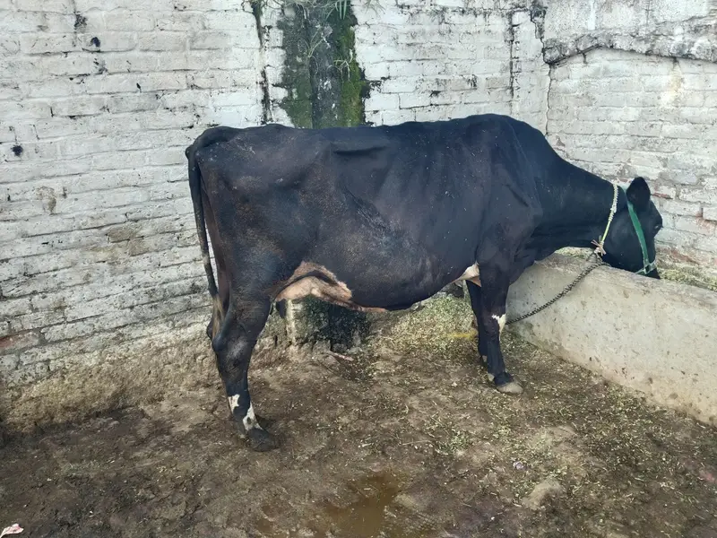 2 cows for sale — photo 3