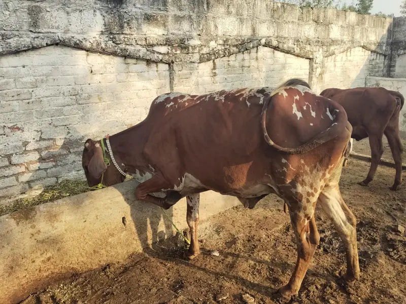 2 cows for sale — photo 4