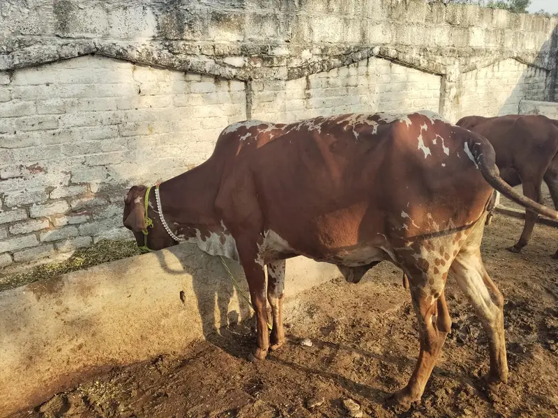 2 cows for sale — photo 5
