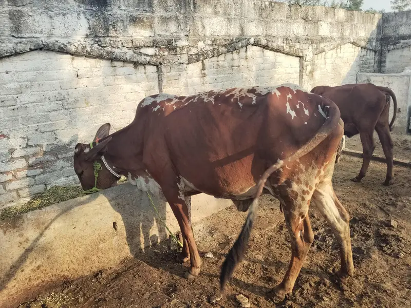 2 cows for sale — photo 6
