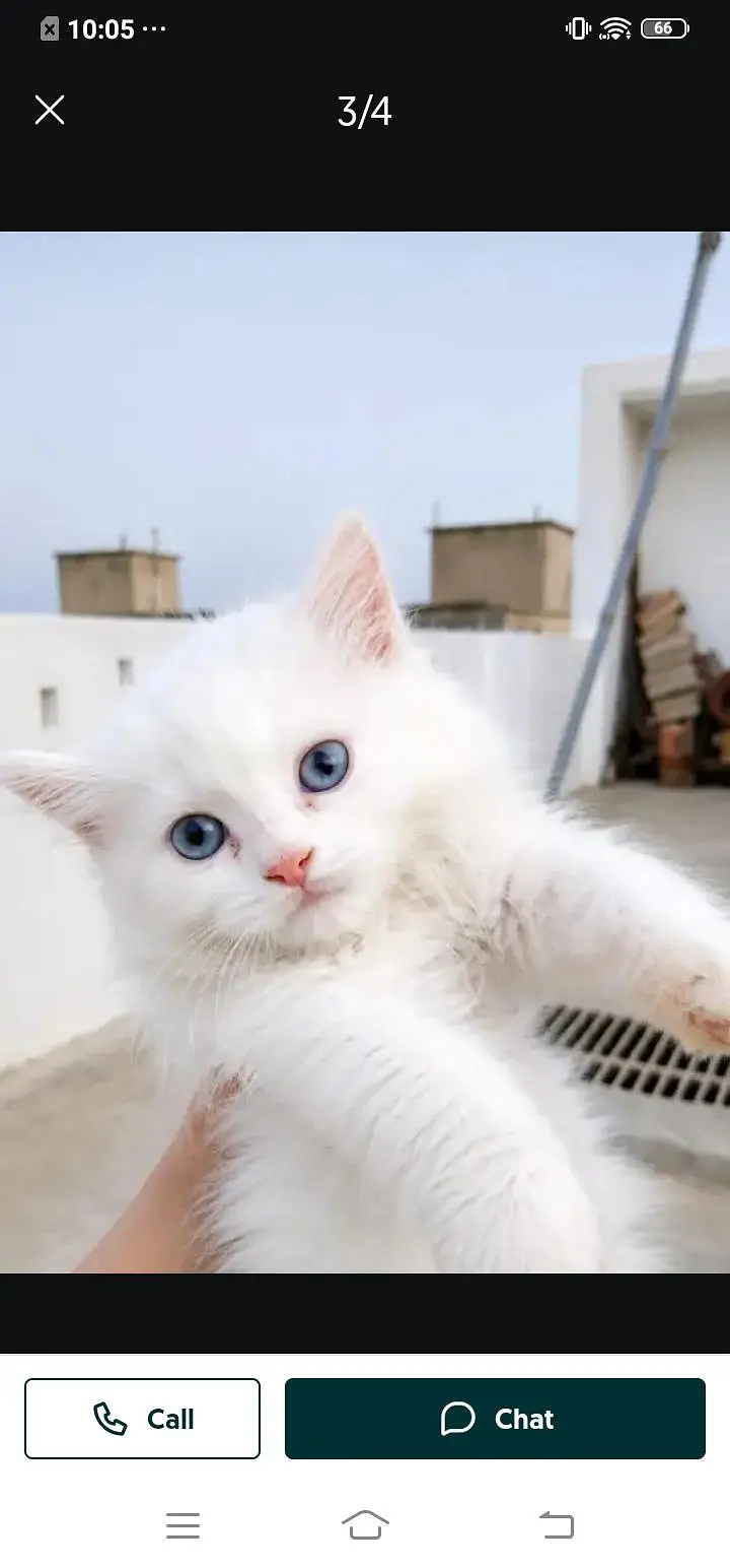 Persian cat for sale male or female my 344=78=70160 my WhatsApp number — photo 4