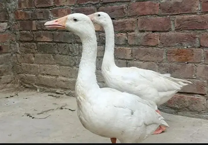 Longest Duck