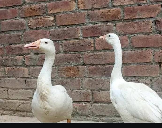 Longest Duck 1