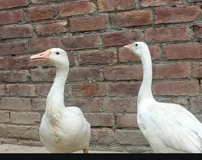 Longest Duck — photo 2