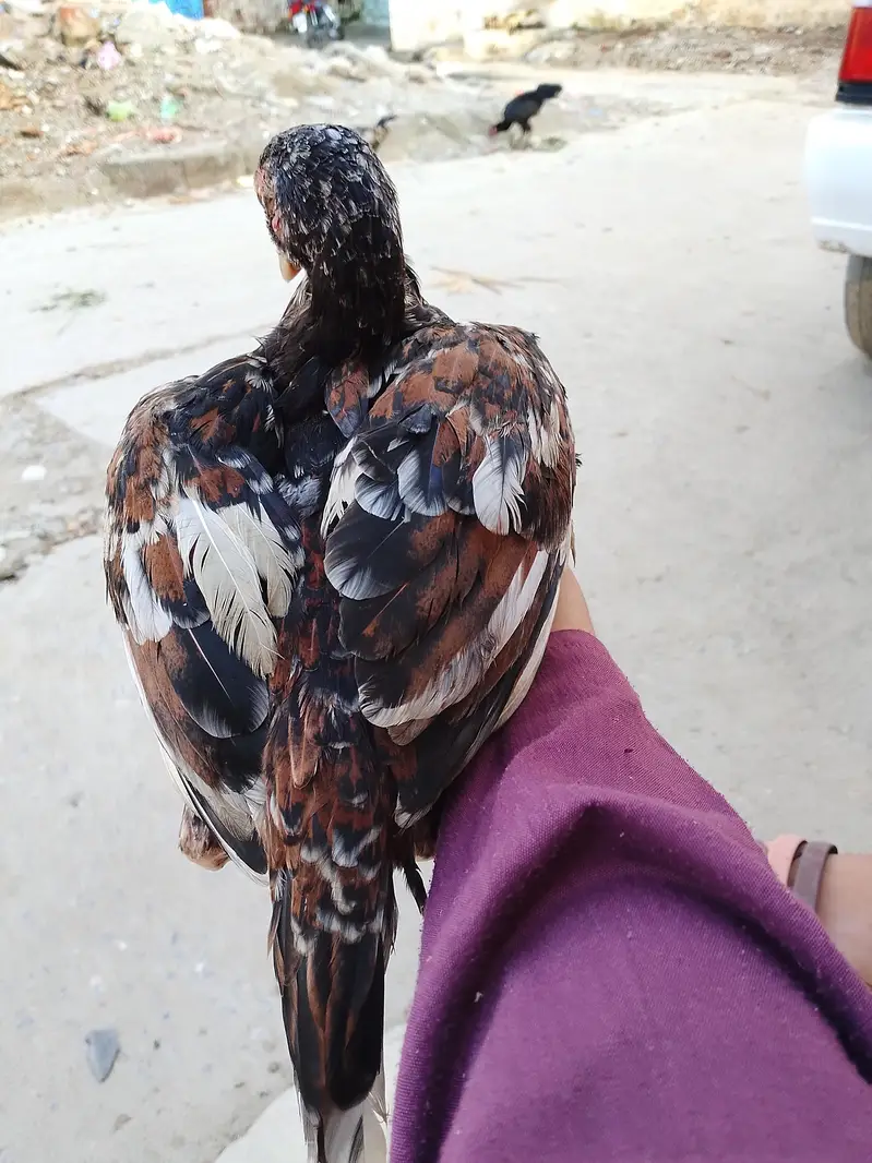 beautiful aseel chuchi — photo 2